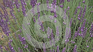 Stock video Lavender field in Provence, France. Blooming Violet fragrant lavender flowers. Growing Lavender swaying on