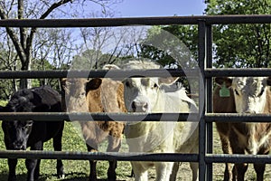 Stocker calves behind a gate photo