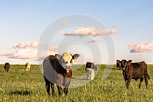 Stocker cattle in rye grass pasture - horizontal