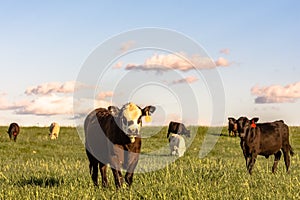 Stocker cattle in rye grass pasture - horizontal photo