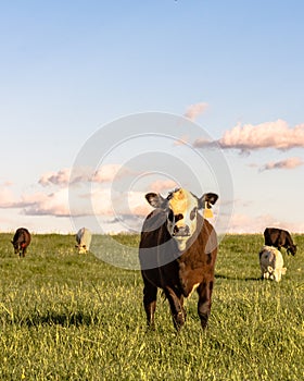 Stocker cattle in rye grass pasture - vertical