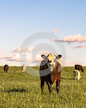 Stocker cattle in rye grass pasture - vertical photo
