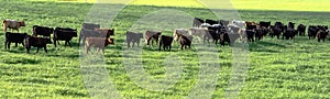 Stocker heifers walking away in panorama photo
