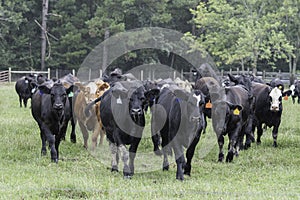 Stocker heifers walking toward camera photo