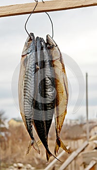 Stockfish