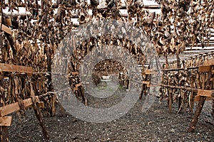 Stockfish