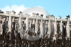 Stockfish against the clouds