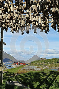 Stockfish in Ballstad, Lofoten, Norway