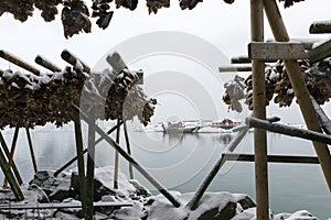 Stockfish (cod) drying during winter time on Lofoten Islands,