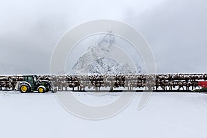 Stockfish (cod) drying during winter time on Lofoten Islands,