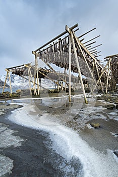 Stockfish (cod) hang on drying rack in Norwegian fishery