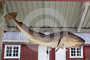 Stockfish dried cod hanging on a rack. Found in Nusfjord, Lofoten islands, Norway