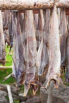 Stockfish drying outdoors on a rack