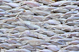 Stockfish,fish dried Thailand traditional drying