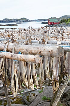 Stockfish hanging on a rack