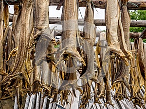 Stockfish hanging to dry