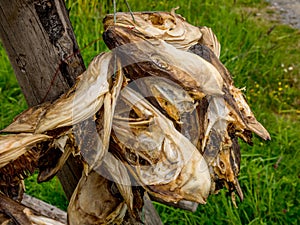 Stockfish Heads hanging to dry