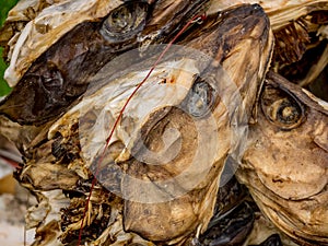 Stockfish Heads hanging to dry