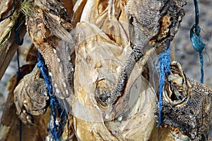 Stockfish in Iceland