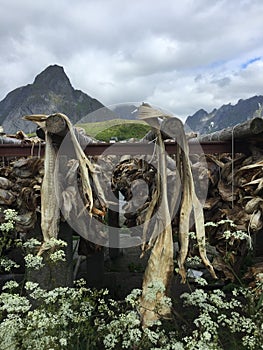 Stockfish, Lofoten Island, Norway