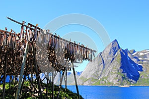 Stockfish and Lofoten's mounts