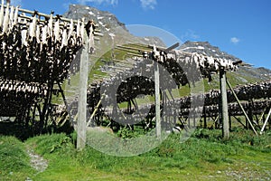 Stockfish from Northern Norway, Lofoten