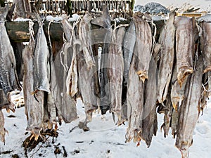 Stockfish on rack in Svolvaer, Lofoten, Norway