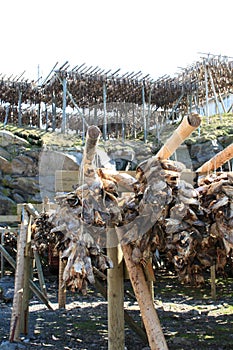 Stockfish racks near Sakrisoy
