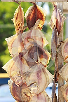Stockfish on a rope