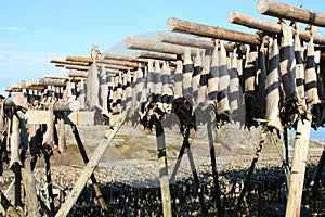 Stockfish under lofoten sky