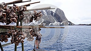 Stockfish heads and Sea-devil fish hanging on racks on Sakrisoy in the Lofoten in Norway