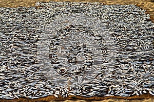 Stockfished drying on a coco mat