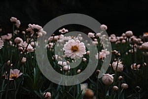 StockImage Close up of blooming flowerbeds on dark moody floral background