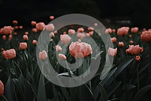 StockImage Close up of blooming flowerbeds on dark moody floral background