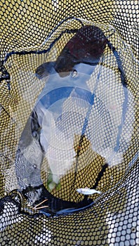 Stocking wels catfish silurus glanis in a freshwater reservoir predatory fish species