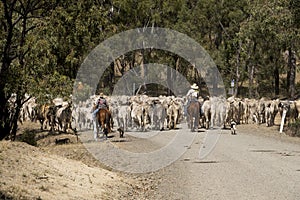 Stockmen or cowboys moving a herd of beef cattle.