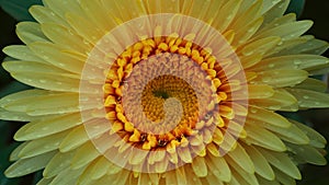 StockPhoto Abstract macro photo of flower with water drops, artistic motion