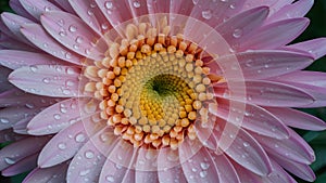 StockPhoto Abstract macro photo of flower with water drops, artistic motion