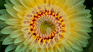 StockPhoto Abstract macro photo of flower with water drops, artistic motion