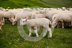 StockPhoto Adorable lamb grazes among flock in picturesque green meadow