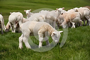 StockPhoto Adorable lamb grazes among flock in picturesque green meadow