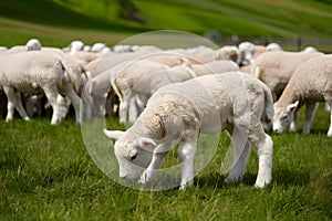 StockPhoto Adorable lamb grazes among flock in picturesque green meadow