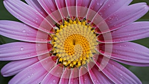 StockPhoto Artistic motion background with flower water drops, closeup