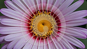 StockPhoto Artistic motion background with flower water drops, closeup