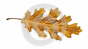 stockphoto, autumn oak leaf isolated on transparent isolated on a white background. Nature during autumn.