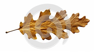 stockphoto, autumn oak leaf isolated on transparent isolated on a white background. Nature during autumn