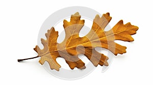 stockphoto, autumn oak leaf isolated on transparent isolated on a white background. Nature during autumn.