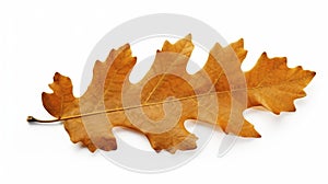 stockphoto, autumn oak leaf isolated on transparent isolated on a white background. Nature during autumn