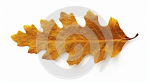 stockphoto, autumn oak leaf isolated on transparent isolated on a white background. Nature during autumn.