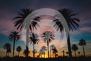 StockPhoto Palm trees sunset sky, silhouette against colorful evening sky